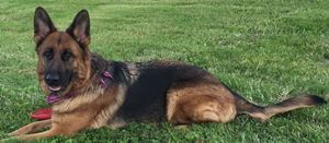Stephan German Shepherd, Ginger